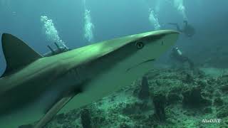 Bahamas sharks