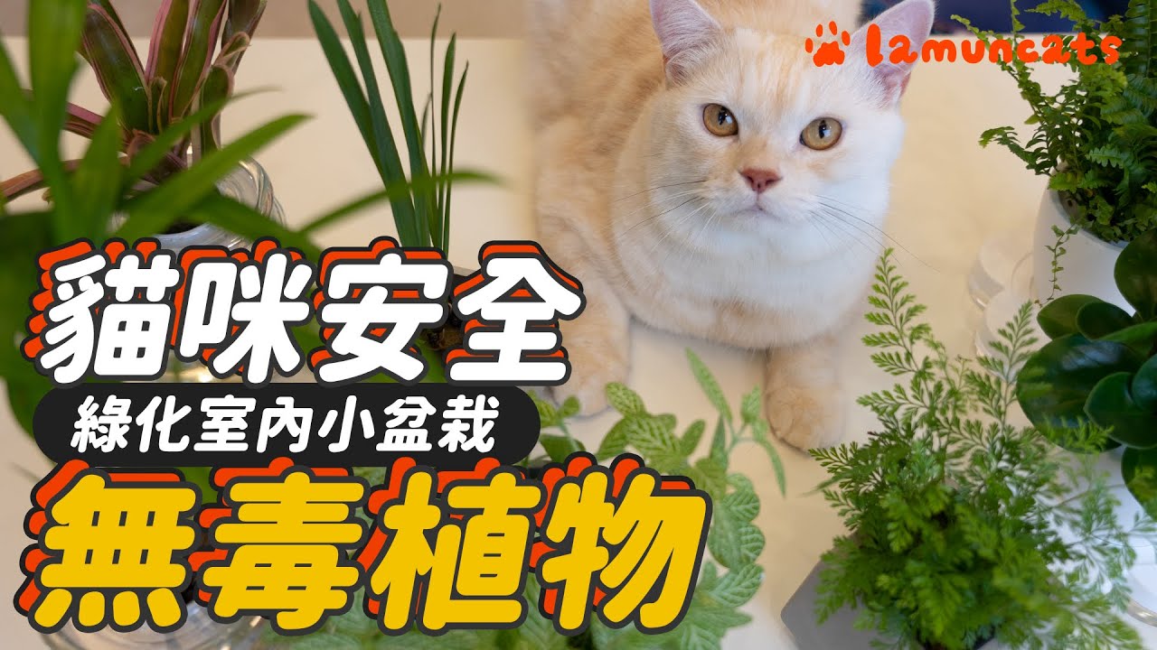 六種寵物無害植栽!失控殘殺植物的貓咪們┃拉姆有幾噗 ♤ 縮圖