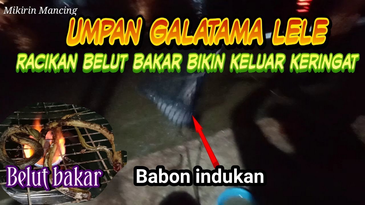 Umpan Galatama lele malam hari belut bakar bikin keluar keringat