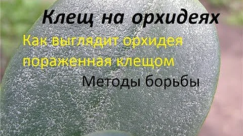 Куча клещей на орхидеях. Борьба, препараты. Как выглядит орхидея пораженная клещом