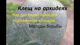 Куча клещей на орхидеях. Борьба, препараты. Как выглядит орхидея пораженная клещом