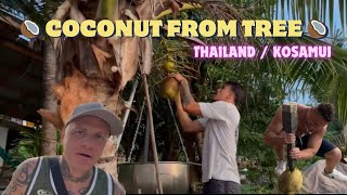 🥥 COCONUT FROM TREE | Thailand / KohSamui 🌴 #kosamui #kohsamui