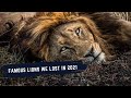 LIONS WE LOST IN 2021 - SABI SANDS GAME RESERVE'S FAMOUS LIONS