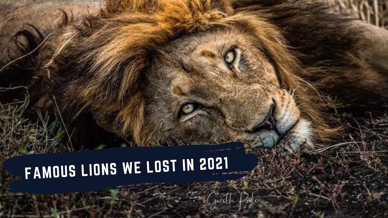 LIONS WE LOST IN 2021 - SABI SANDS GAME RESERVE'S FAMOUS LIONS