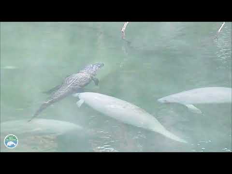 Florida's Crocodiles, Alligators, and Manatees - Action Miami & Save the Manatee