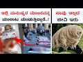 Top 10 Interesting and Unknown Facts in Kannada|Man Sleeps 300 Days a Year|NG:91