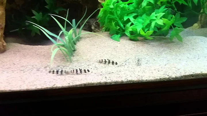 Loach Action