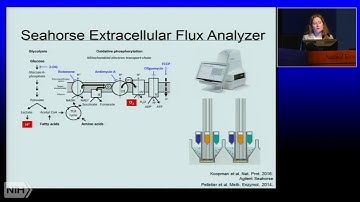 Dr. Maureen Hanson - Cellular Metabolism of Immune Cells