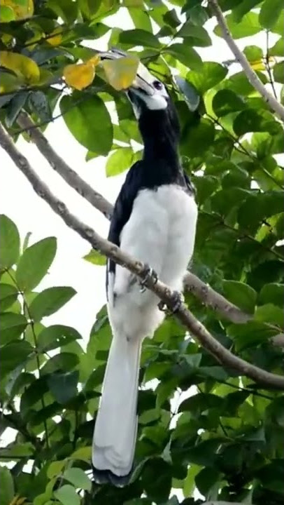 kangkareng perut putih