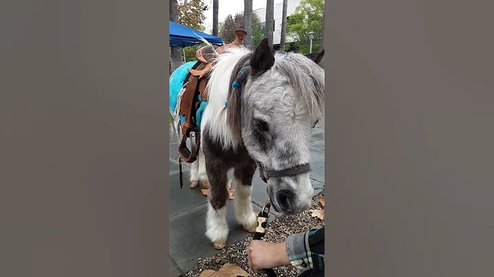Miniature horse!