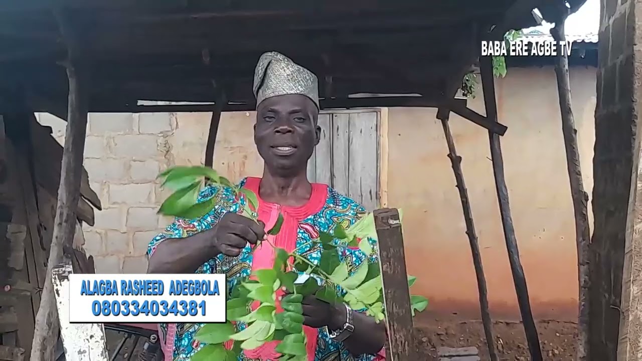 Medicinal Plant part 16(Iyeye:Spondias mombin)