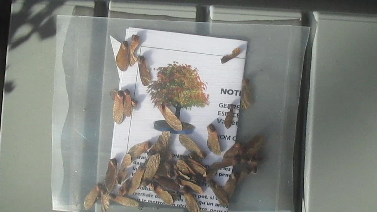 TRUCO Y ÉXITO CON LAS SEMILLAS DE ACER PALMATUM