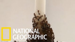 透過反覆試驗，紅火蟻能搭建出穩固的「蟻塔」《國家地理》雜誌