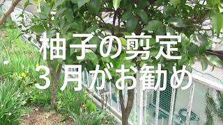 柚子の剪定 ３月中が良いよ Youtube