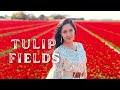 Tulip Fields in Lisse | Netherlands