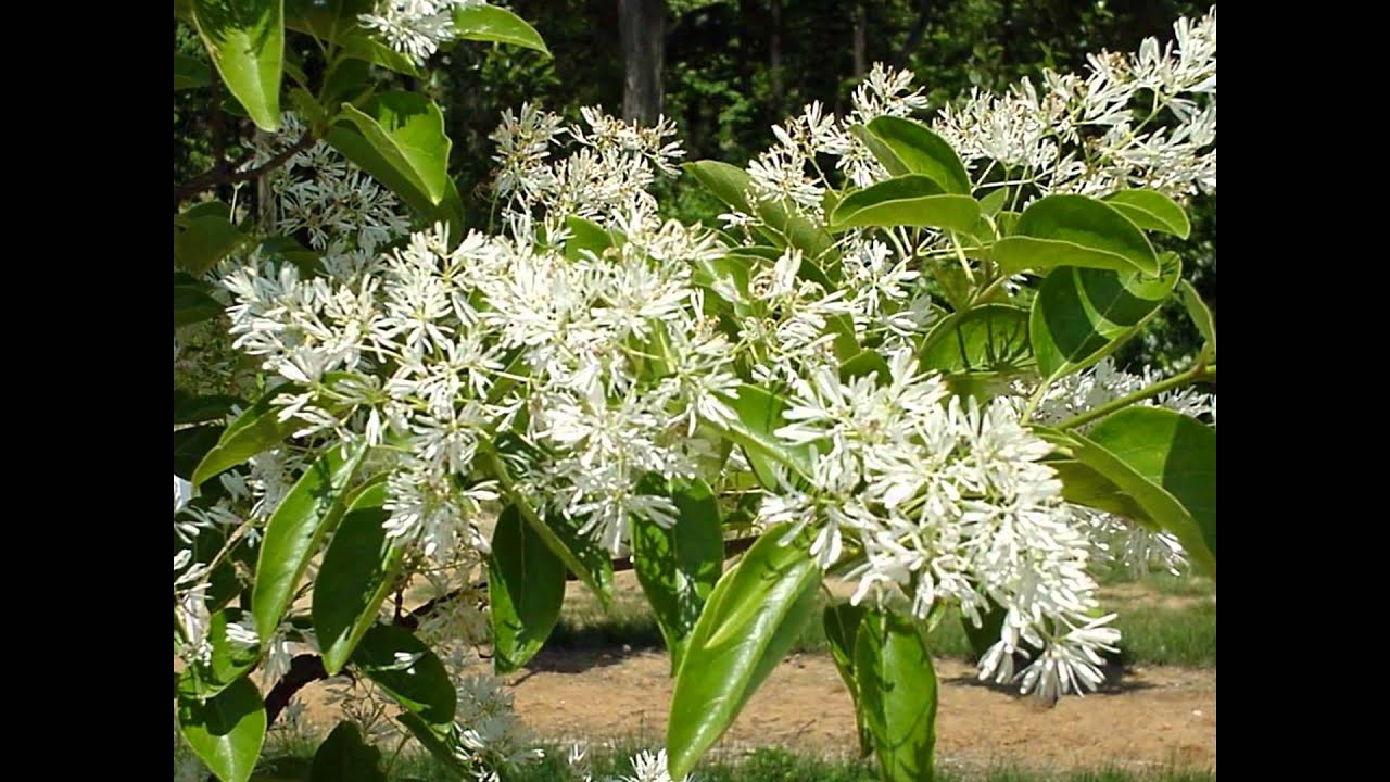СНЕГОВЕЦ  (CHIONANTHUS)  сем. Маслинные