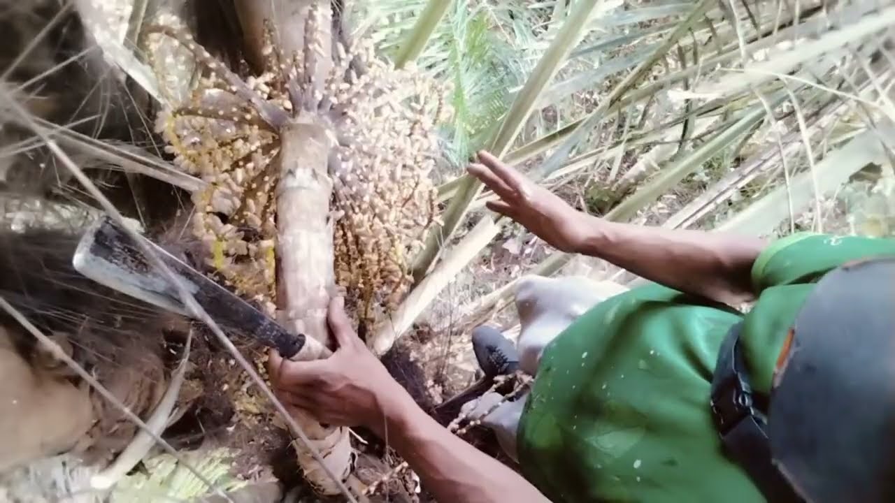 Pemotongan Manggar bunga yang menghitam