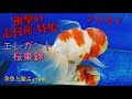 淡いピンクのヒラヒラ金魚　志村産の桜東錦　厳選５匹