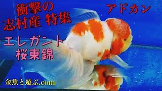 淡いピンクのヒラヒラ金魚　志村産の桜東錦　厳選５匹