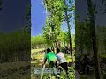 幹を押し倒して伐り出す:集団作業で進めるポプラの伐採現場