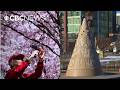 Why blossoming trees are being planted in this Chinatown park in Calgary
