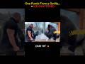 Bodybuilder vs Gorilla Strength Test 🦍💥#RealPower#GorillaStrength#Bodybuilder#ZooMoments#Shorts