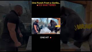 Bodybuilder vs Gorilla Strength Test 🦍💥#RealPower#GorillaStrength#Bodybuilder#ZooMoments#Shorts