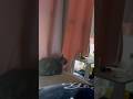 #cat #pokemon #pokemonlegendsza #pokémon #catvideo