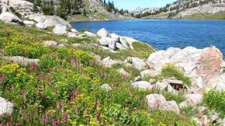 Otter Lake and Flowers in Absaroka-Beartooth Wilderness