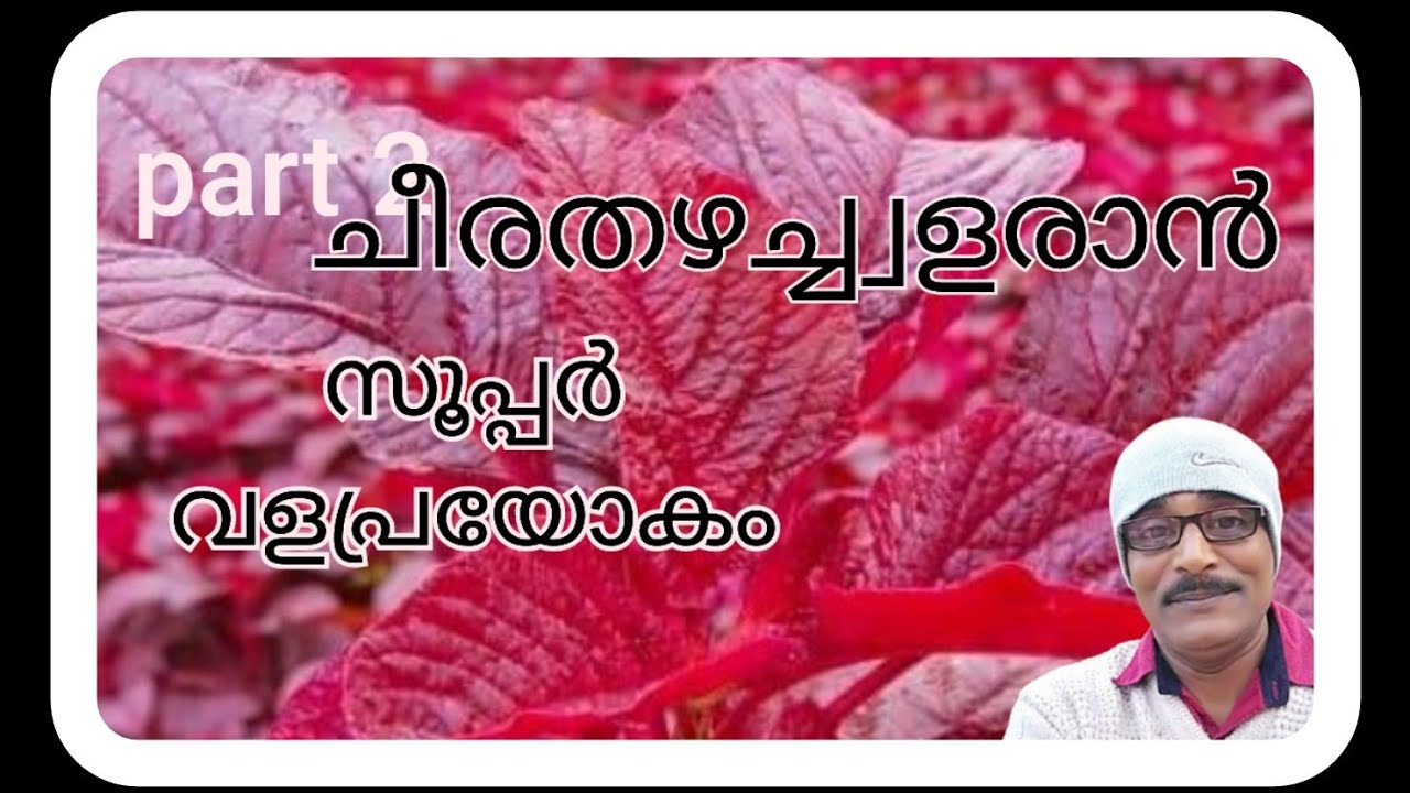Part-2 ചീരതഴച്ച്വളരാൻ സൂപ്പർ വളം #farming #afsalvlog #afsalvlog #agriculture #food #love 👍👍. 🥰😍