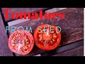 Tomatoes in the SIPP.   How to start tomatoes from seed.