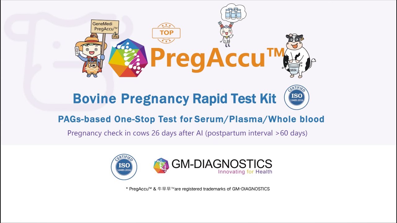 Prejac Testing PregAccu™ Bovine Pregnancy Rapid Test Kit Instructions & Demonstration ...