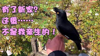 The owner made a nest for a little black bird, not only the bird makes people laugh and cry, but the