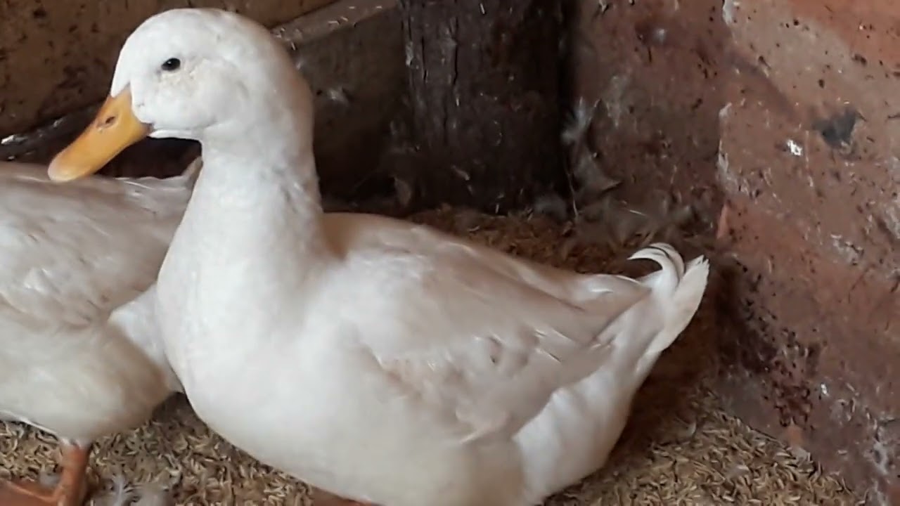 Male or Female Ducks  How to Differentiate American White Pekin Ducks  Living Hope Mixed Farm Uganda