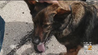 K9 Falco Completes Last Shift With Greensburg Police Department