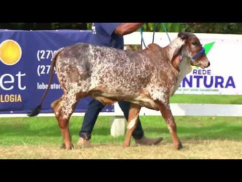 LOTE 71  FAZENDA SÃO DOMINGOS   WSD 61