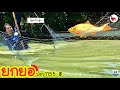 ยกยอ ปลาไนส้ม ►Fishing lifestyle Ep.432