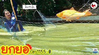 ยกยอ ปลาไนส้ม ►Fishing lifestyle Ep.432