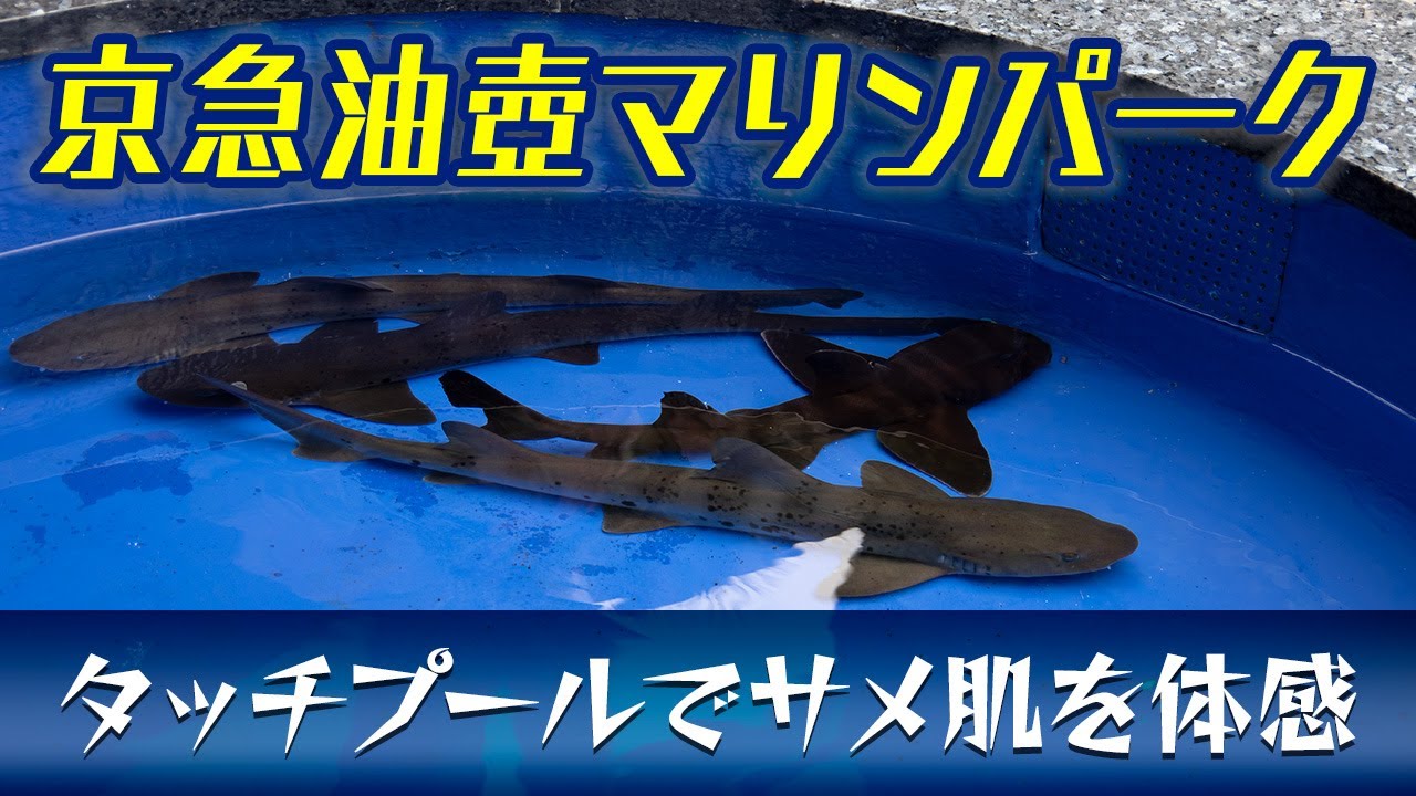サメが触れるタッチプール 京急油壺マリンパーク Youtube