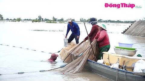 Người dân thượng nguồn tất bật mưu sinh mùa nước nổi