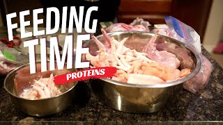 Feeding Time!!! Top Proteins for Your Dog