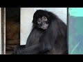 ジェフロイクモザル【江戸川区自然動物園】