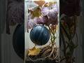 Purple Watermelon Life Cycle 🟣 Seed to Harvest (Inside Glass)