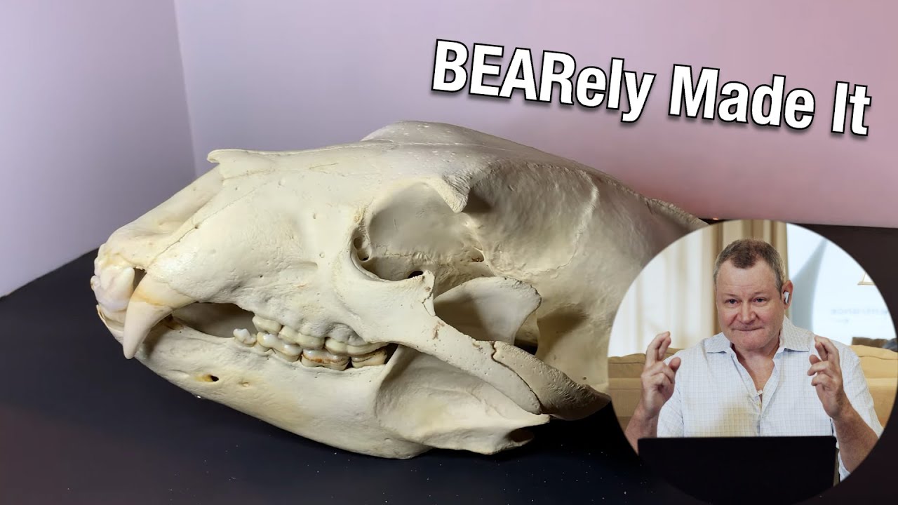 Bear Skull Pro Mold Making Reaction with Michael Joy | Anatomy, Challenges & Hard Lessons