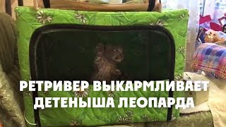 Во Владивостоке ретривер выкармливает детеныша леопарда
