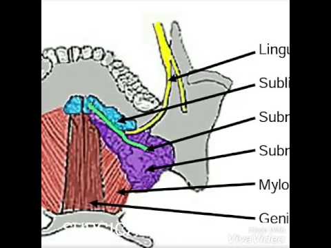 submandibular gland surgery dr abhay kumar singh submandibular gland