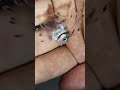 深海魚ガサガサめっちゃ楽しい　# #ガサガサ