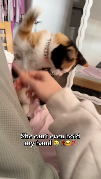 BRO 😭 #cat #catmom #viral