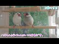 白文鳥 シルバー文鳥 【ハクちゃんとギンちゃん一休み】　7ヶ月目　♪幸せ文鳥チャンネル