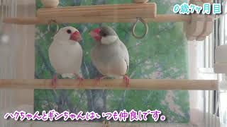 白文鳥 シルバー文鳥 【ハクちゃんとギンちゃん一休み】　7ヶ月目　♪幸せ文鳥チャンネル
